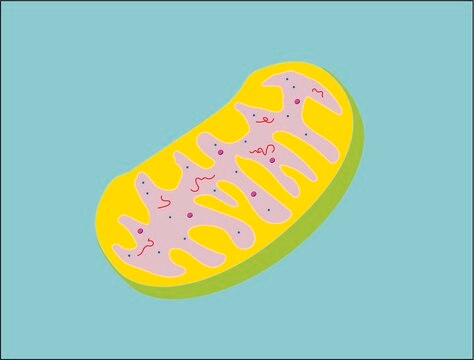 Mitochondria Isolation Kit sufficient for 10-20&#160;g (animal tissue), sufficient for 50&#160;assays (2 mL), isolation of enriched mitochondrial fraction from animal tissues