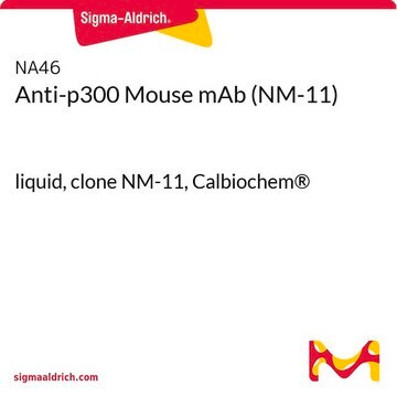 Anti-p300 Mouse mAb (NM-11) liquid, clone NM-11, Calbiochem&#174;