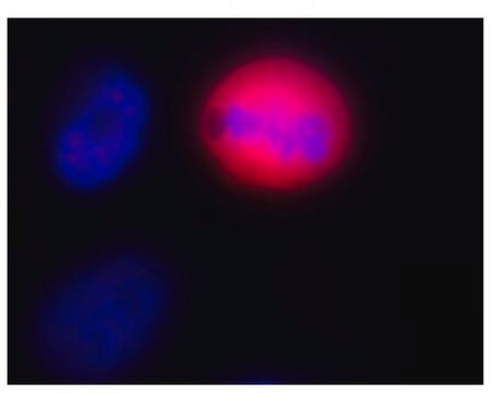 Anti-phospho-Ser/Thr-Pro MPM-2 Antibody, Cy5 conjugate Upstate&#174;, from mouse