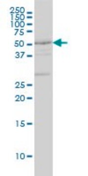 Monoclonal Anti-DRD2, (N-terminal) antibody produced in mouse clone 1B11, ascites fluid