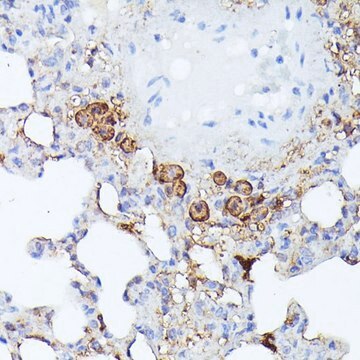 Anti-NLRP3 antibody produced in rabbit