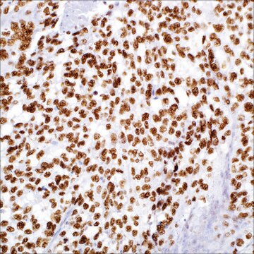 TFE3 (MRQ-37) Rabbit Monoclonal Antibody