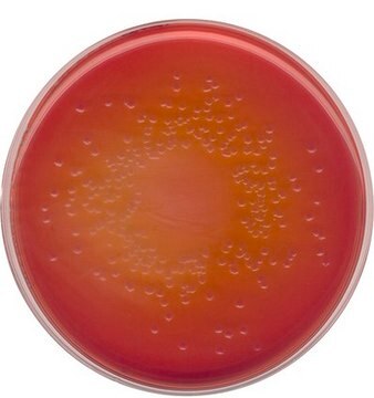 MacConkey-Agar NutriSelect&#174; Basic, suitable for microbiology