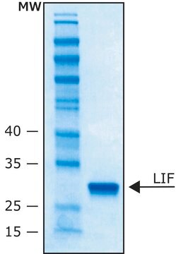 Leukemia Inhibitory Factor human LIF, recombinant, expressed in E. coli, 10 &#956;g/ml, buffered aqueous solution (pH 7.4), suitable for cell culture