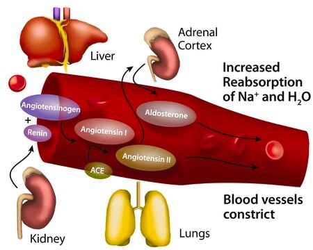 Angiotensin-konvertierendes Enzym aus Kaninchenlunge &#8805;2.0&#160;units/mg protein (modified Warburg-Christian)