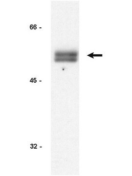 Anti-Cyclin E Antibody, clone HE12 clone HE12, Upstate&#174;, from mouse