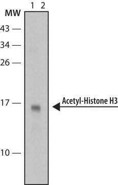 Anti-acetyl-Histone H3 (Ac-Lys9) antibody, Mouse monoclonal clone AH3-120, purified from hybridoma cell culture