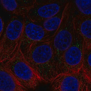 Anti-ACHE antibody produced in rabbit Prestige Antibodies&#174; Powered by Atlas Antibodies, affinity isolated antibody