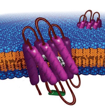 Bacteriorhodopsin from Halobacterium salinarum native sequence, lyophilized powder