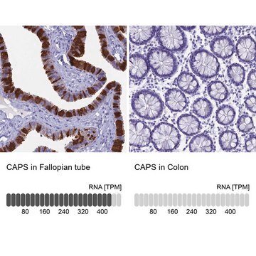 Anti-CAPS antibody produced in rabbit Prestige Antibodies&#174; Powered by Atlas Antibodies, affinity isolated antibody, buffered aqueous glycerol solution