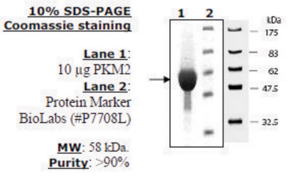 Pyruvate kinase M2 Active from mouse recombinant, expressed in E. coli, &#8805;90% (SDS-PAGE)