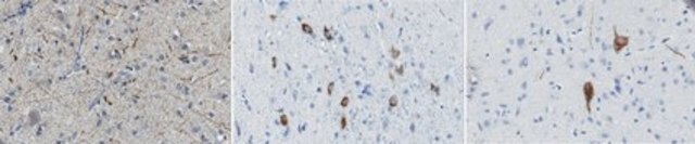 Anti-pro-Orexin Antibody, clone 3H9.3 clone 3H9.3, from mouse