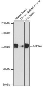 Anti-ATP1A2 antibody produced in rabbit