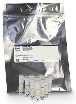 Legionella pneumophila (serogroup 1) WDCM 00205 Vitroids&#8482; &gt;50&#8217;000 CFU mean value range, certified reference material, suitable for microbiology, Manufactured by: Sigma-Aldrich Production GmbH, Switzerland