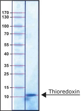 Thioredoxin from Escherichia coli recombinant, expressed in E. coli, essentially salt-free, lyophilized powder, &#8805;3&#160;units/mg protein