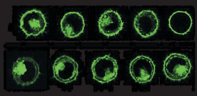 PKH67 Green Fluorescent Cell Linker Kit for General Cell Membrane Labeling Distributed for Phanos Technologies