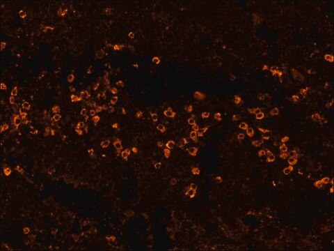 Anti-Human IgG (Fc specific)&#8722;Biotin antibody, Mouse monoclonal clone HP-6017, purified from hybridoma cell culture