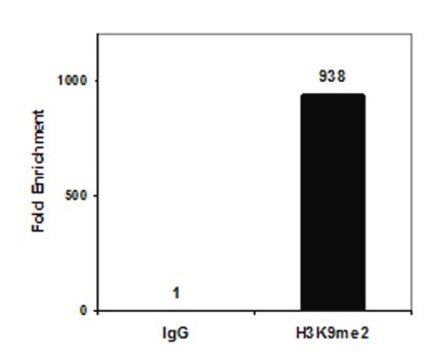 Anti-Dimethyl Histone H3 (Lys9) Antibody, clone CMA307, Trial Size clone CMA307, from mouse