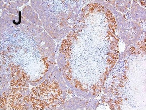 Anti-Mikrotubuli-assoziiertes Protein 2 (MAP2)-Antikörper Chemicon&#174;, from rabbit