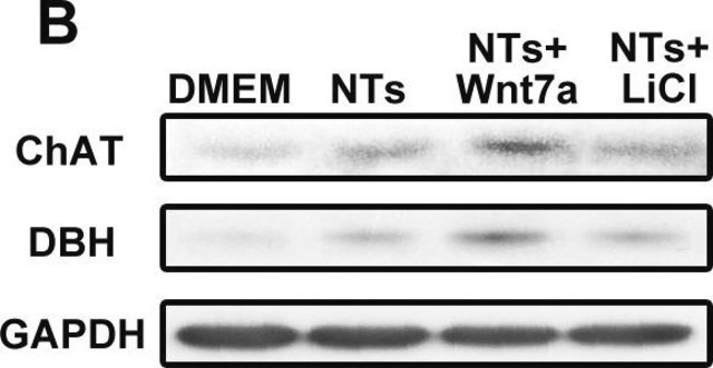 Anti-GAPDH Antibody from rabbit, purified by affinity chromatography