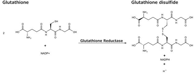 Glutathione Reductase human buffered aqueous solution, &#8805;10&#160;units/mg protein, recombinant, expressed in E. coli