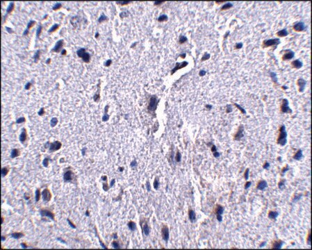 Monoclonal Anti-PD-1 antibody produced in mouse clone 7A11B1, purified immunoglobulin, buffered aqueous solution