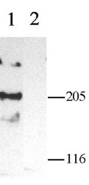 Anti-Calciumkanal-Antikörper, spannungsgesteuert, &#945;&nbsp;1C Chemicon&#174;, from rabbit