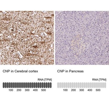 Anti-CNP antibody produced in rabbit Prestige Antibodies&#174; Powered by Atlas Antibodies, affinity isolated antibody, buffered aqueous glycerol solution, Ab3