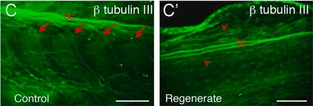 Anti-&#946;-Tubulin-III in Kaninchen hergestellte Antikörper affinity isolated antibody, buffered aqueous solution