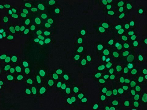 Anti-Human IgG (Fc specific)&#8722;FITC antibody produced in goat affinity isolated antibody, buffered aqueous solution