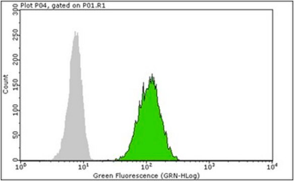 Anti-Calreticulin Antibody, clone 16B11.1 clone 16B11.1, from mouse