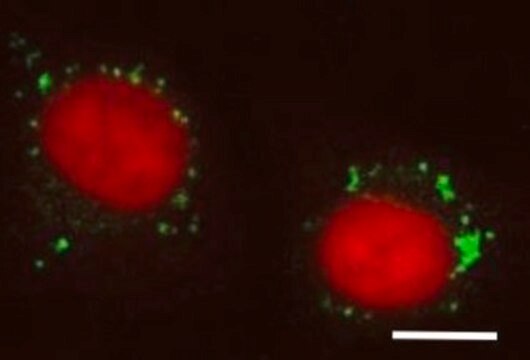 BioTracker LYSO-TP Live Cell Dye Live cell imaging dye for hypochlorous acid (HOCl) targeted to cellular lysosomes used to detect phagocytosis, inflammation and cellular apoptosis.