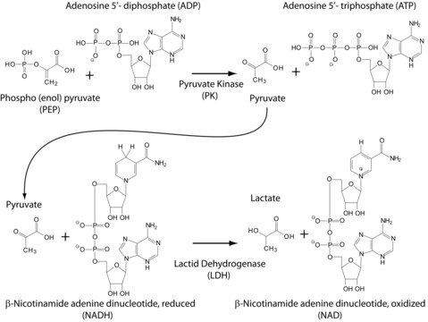 Pyruvatkinase-/Lactatdehydrogenase-Enzyme aus Kaninchenmuskel For the Determination of ADP, buffered aqueous glycerol solution