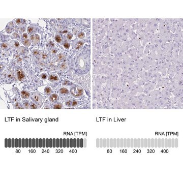 Anti-LTF antibody produced in rabbit Prestige Antibodies&#174; Powered by Atlas Antibodies, affinity isolated antibody, buffered aqueous glycerol solution