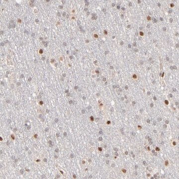 Anti-NFIB antibody produced in rabbit Prestige Antibodies&#174; Powered by Atlas Antibodies, affinity isolated antibody, buffered aqueous glycerol solution