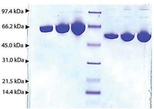 Albumin from human plasma &#8805;95% (SDS-PAGE)