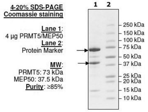 PRMT5/MEP50 Active human recombinant, expressed in FreeStyle&#8482; 293-F cells, &#8805;60% (SDS-PAGE)