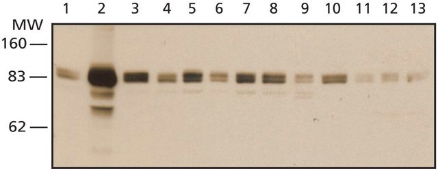 Anti-LSD1 (AOF2) (N-terminal) antibody produced in rabbit IgG fraction of antiserum, buffered aqueous solution