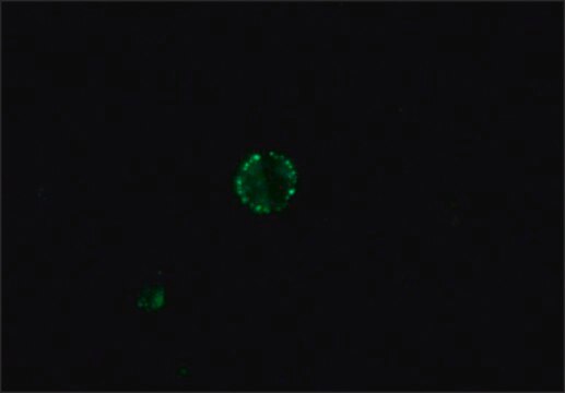 Anti-Dog IgG (whole molecule)–FITC antibody produced in rabbit affinity isolated antibody, buffered aqueous solution