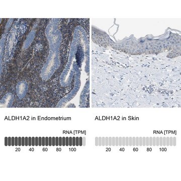 Anti-ALDH1A2 antibody produced in rabbit Prestige Antibodies&#174; Powered by Atlas Antibodies, affinity isolated antibody, buffered aqueous glycerol solution