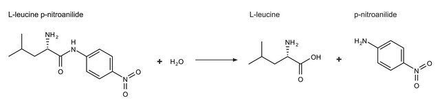 Aminopeptidase I from Streptomyces griseus lyophilized powder, &#8805;200&#160;units/mg protein