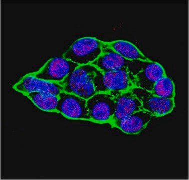 Anti-TET1 Antibody, clone 5D6 clone 5D6, from rat