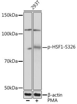 Anti-Phospho-HSF1-S326 antibody produced in rabbit