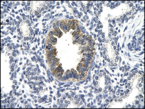 Anti-TP53 antibody produced in rabbit IgG fraction of antiserum