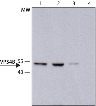 Anti-VPS4B antibody produced in rabbit ~1.0&#160;mg/mL, affinity isolated antibody, buffered aqueous solution