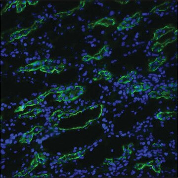 Anti-AQP3 antibody produced in rabbit 1&#160;mg/mL, affinity isolated antibody