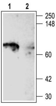 Anti-Potassium Channel Kv1.5 antibody produced in rabbit affinity isolated antibody, lyophilized powder