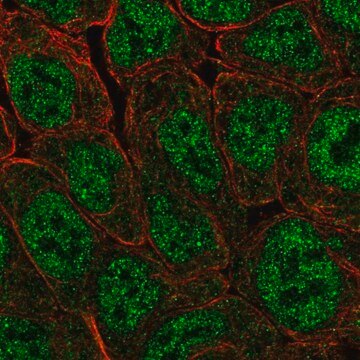 Anti-POU5F1B antibody produced in rabbit Prestige Antibodies&#174; Powered by Atlas Antibodies, affinity isolated antibody