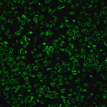 LuminiCell Tracker 540- Cell Labeling Kit Biocompatible organic fluorescent nanoparticles (AIEDots) that can be used to label cells for long term cell tracking and cell tracing in vitro and in vivo experiments.