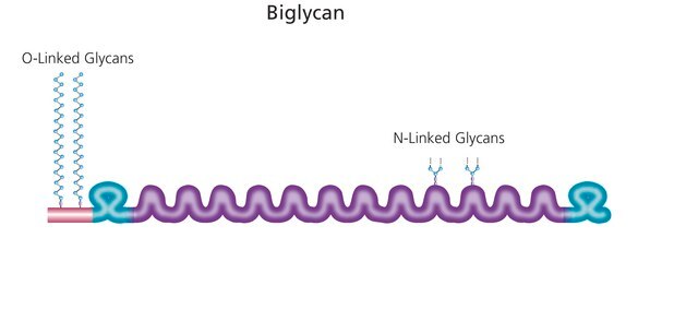 Biglycan from bovine articular cartilage essentially salt-free, lyophilized powder